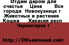 Отдам даром для счастья. › Цена ­ 1 - Все города, Новокузнецк г. Животные и растения » Кошки   . Хакасия респ.,Черногорск г.